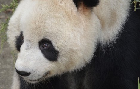 O fetita din China a cazut in spatiul ursilor panda la o gradina zoo. Cum a fost salvata/ VIDEO