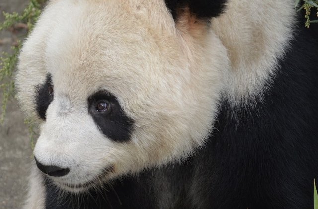 O fetita din China a cazut in spatiul ursilor panda la o gradina zoo. Cum a fost salvata/ VIDEO