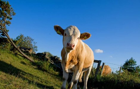 Vacute, cadoul ideal de 8 Martie