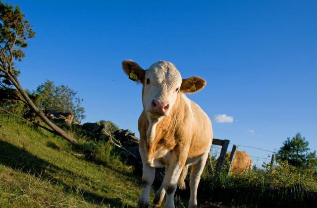 Vacute, cadoul ideal de 8 Martie