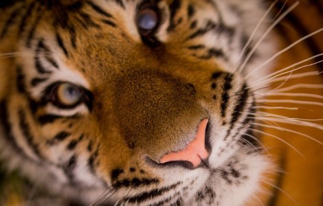 Un barbat care a intrat intr-o casa abandonata pentru a fuma marijuana s-a intalnit cu un tigru