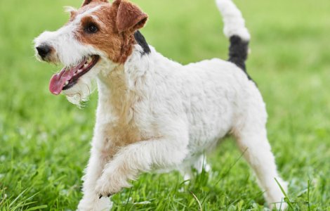 Un Fox Terrier cu par sarmos a castigat un prestigios concurs de frumusete canina din New York