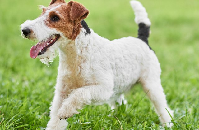 Un Fox Terrier cu par sarmos a castigat un prestigios concurs de frumusete canina din New York