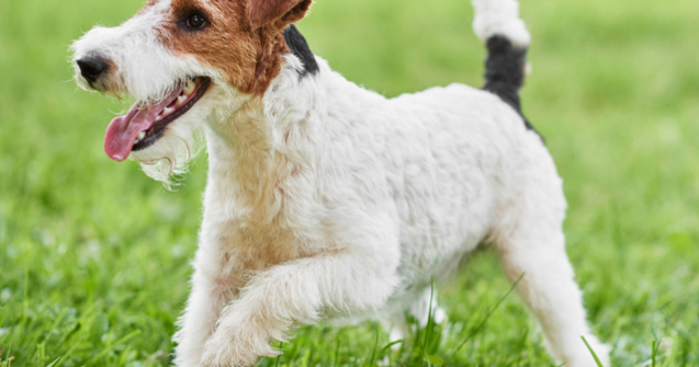 Un Fox Terrier cu par sarmos a castigat un prestigios concurs de frumusete canina din New York