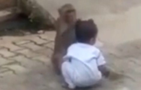 O maimuta a rapit un copil de doi ani, pentru a se juca cu el / VIDEO