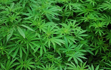 Europarlamentarii au adoptat o rezolutie privind utilizarea canabisului in scopuri medicale