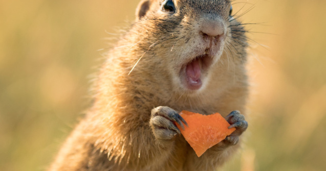  Top  Adorabile si pline de energie: 15 animale haioase, surprinse in momente nostime