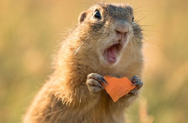 Adorabile si pline de energie: 15 animale haioase, surprinse in momente nostime