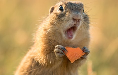  Top  Adorabile si pline de energie: 15 animale haioase, surprinse in momente nostime