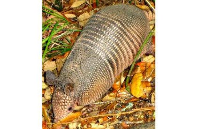 Care va fi mascota Cupei Mondiale din Brazilia?