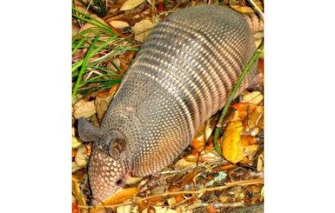 Care va fi mascota Cupei Mondiale din Brazilia?