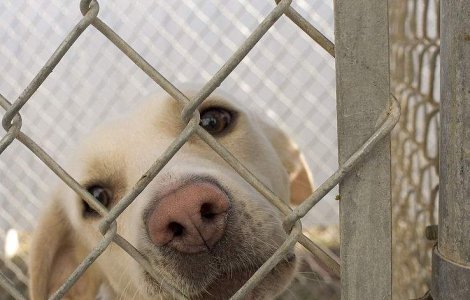 Edili, urmariti penal pentru ca au eutanasiat 200 de caini