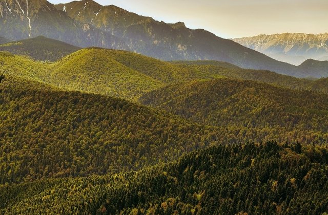 USR sesizeaza CCR ca urmare a excluderii organizatiilor neguvernamentale din administrarea ariilor protejate