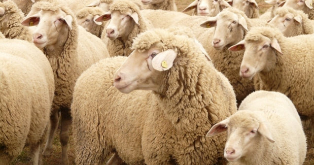 Romania poate exporta carne de oaie si ovine catre Iran