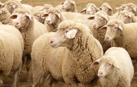Romania poate exporta carne de oaie si ovine catre Iran