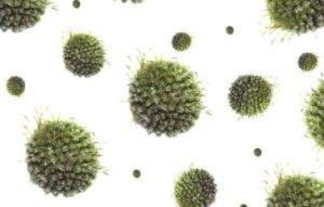 Epidemia de rubeola ameninta Romania