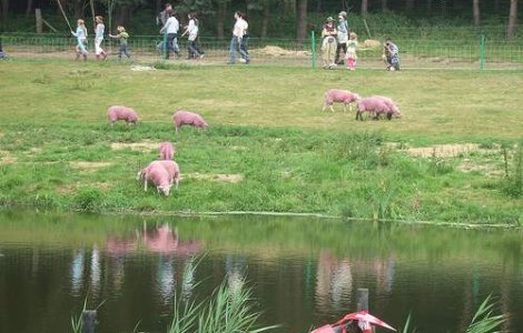 In Iasi, pe camp, pasc oi ROZ