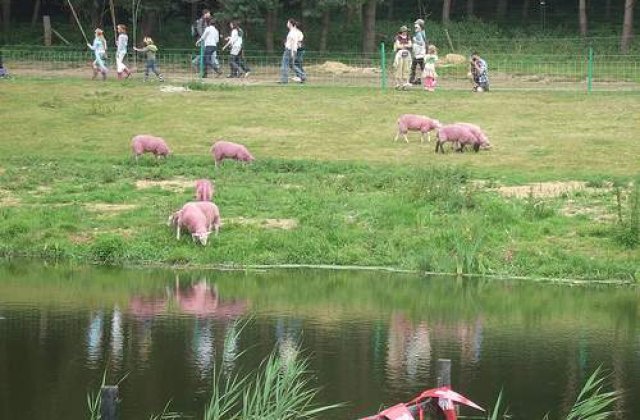 In Iasi, pe camp, pasc oi ROZ