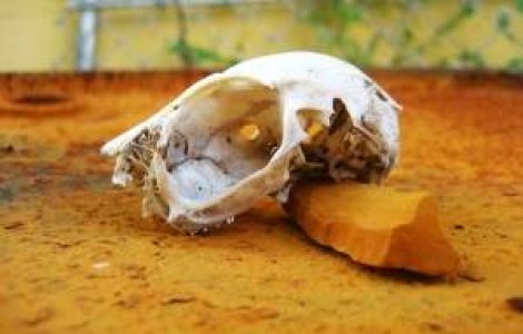 Ce se mai fura in Romania: Fosile de animale preistorice