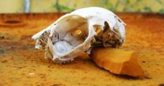 Ce se mai fura in Romania: Fosile de animale preistorice