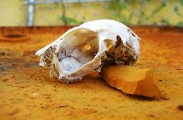 Ce se mai fura in Romania: Fosile de animale preistorice