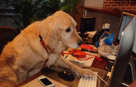  Top  10 imagini care surprind in detaliu ce se intampla cand stapanii isi aduc cainele la birou