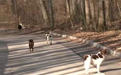 Zeci de caini, impuscati...