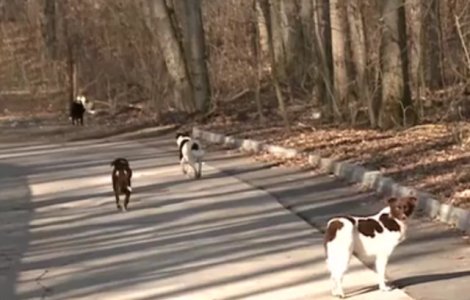 Zeci de caini, impuscati pentru a preveni raspandirea pestei porcine / VIDEO