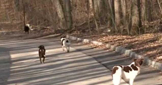 Zeci de caini, impuscati pentru a preveni raspandirea pestei porcine / VIDEO