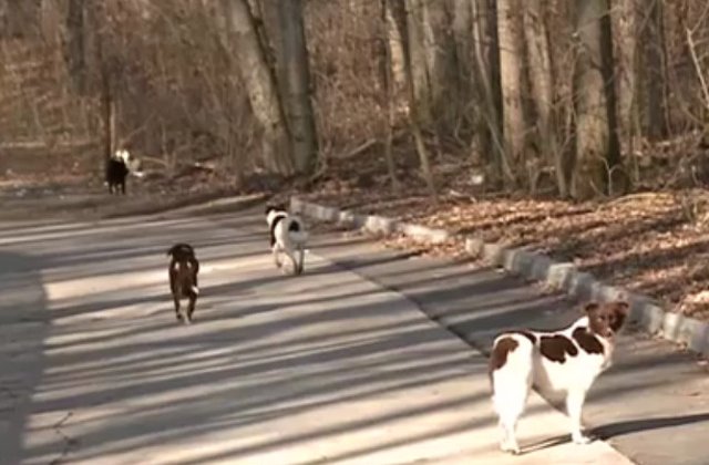 Zeci de caini, impuscati pentru a preveni raspandirea pestei porcine / VIDEO