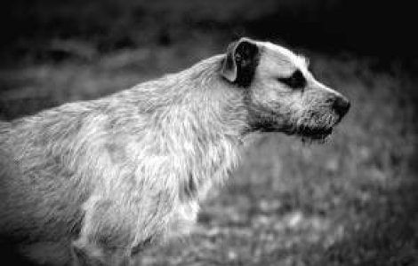 Orasul unde 93% din locuitori vor EUTANASIEREA cainilor comunitari