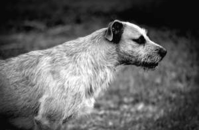 Orasul unde 93% din locuitori vor EUTANASIEREA cainilor comunitari