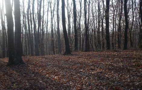 Biserica Ortodoxa da in judecata statul pentru 160.000 de hectare de padure