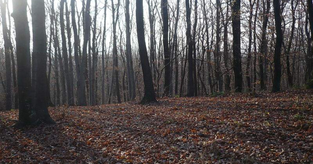 Biserica Ortodoxa da in judecata statul pentru 160.000 de hectare de padure