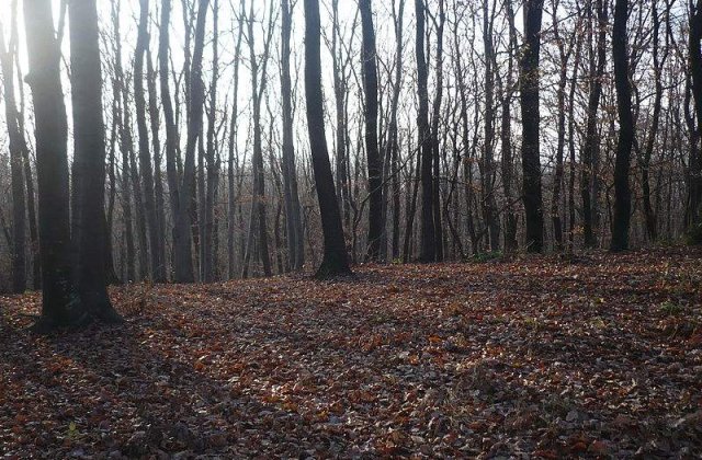 Biserica Ortodoxa da in judecata statul pentru 160.000 de hectare de padure