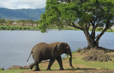  Top  10+ animale pe cale de disparitie