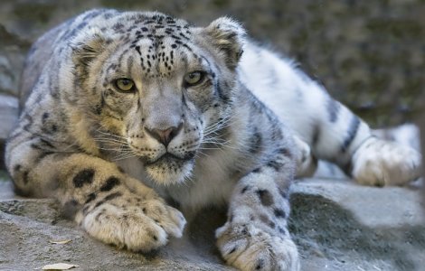 Leoparzi de zapada, considerati animale "vulnerabile", zariti frecvent in nord-vestul Chinei