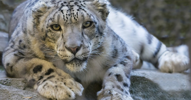 Leoparzi de zapada, considerati animale "vulnerabile", zariti frecvent in nord-vestul Chinei