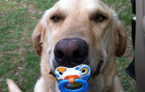  Top  Animale de companie care nu contenesc sa surprinda: 15 momente in care stapanii au primit cadouri neasteptate