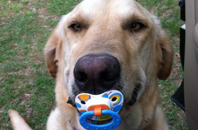 Animale de companie care nu contenesc sa surprinda: 15 momente in care stapanii au primit cadouri neasteptate