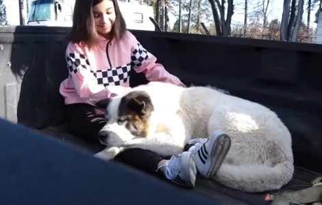 Un caine care disparuse in timpul incendiului devastator din California, gasit dupa 101 zile/ VIDEO