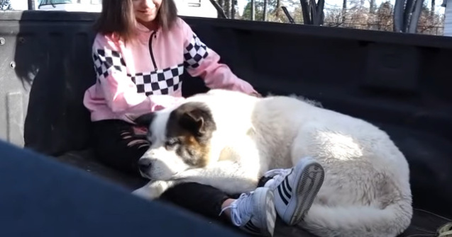 Un caine care disparuse in timpul incendiului devastator din California, gasit dupa 101 zile/ VIDEO