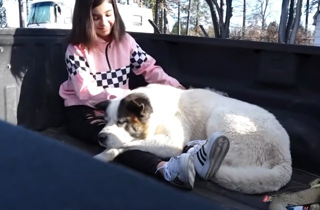 Un caine care disparuse in timpul incendiului devastator din California, gasit dupa 101 zile/ VIDEO