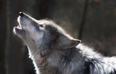 Au salvat un animal inghetat si au aflat ca era vorba despre un lup
