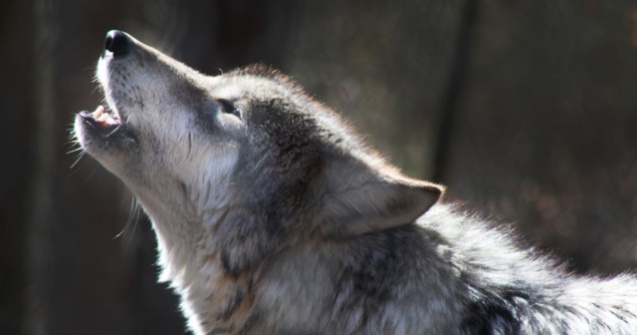 Au salvat un animal inghetat si au aflat ca era vorba despre un lup