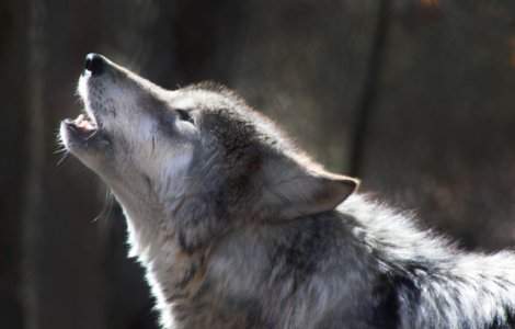 Au salvat un animal inghetat si au aflat ca era vorba despre un lup