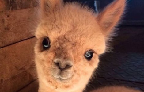  Top  Caracter bland si ochii mari. 10+ imagini cu Alpaca ce iti vor face ziua mai frumoasa