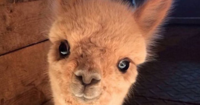  Top  Caracter bland si ochii mari. 10+ imagini cu Alpaca ce iti vor face ziua mai frumoasa