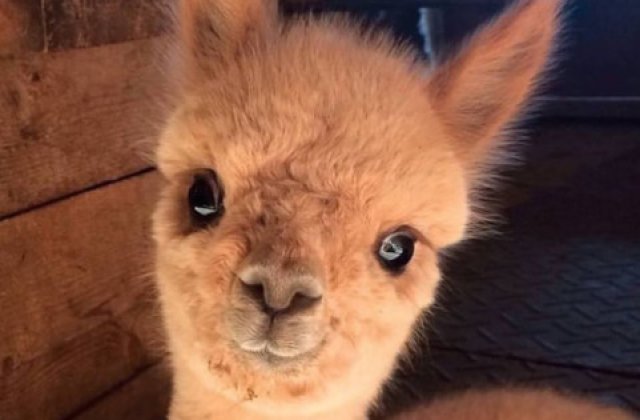 Caracter bland si ochii mari. 10+ imagini cu Alpaca ce iti vor face ziua mai frumoasa