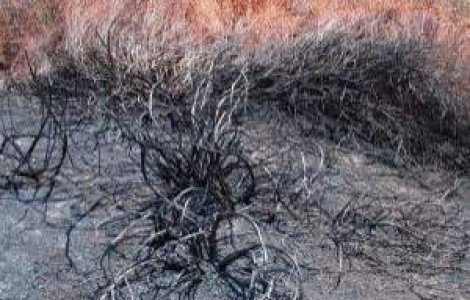 Incendiu in Parcul National Defileul Jiului